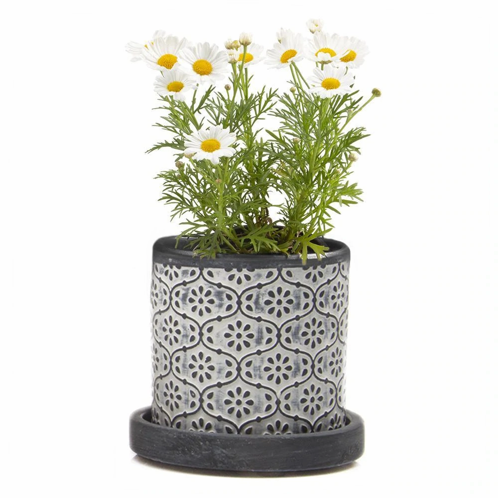 Big Balter Pot & Saucer plant seeds  