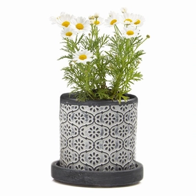 Big Balter Pot & Saucer plant seeds  
