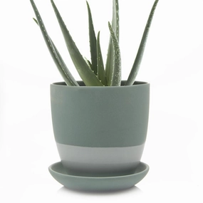 Big Dyad Pot & Saucer plant seeds  