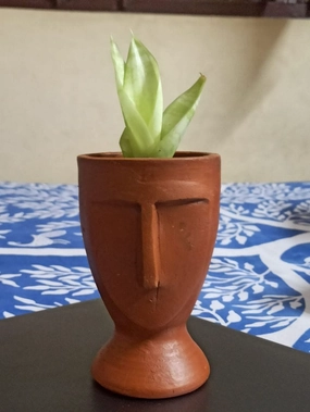 Big Face Terracotta Planter hanging green plant  