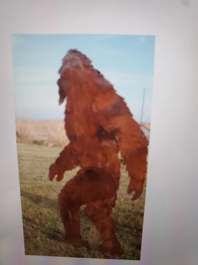 Big Foot decorative plants  