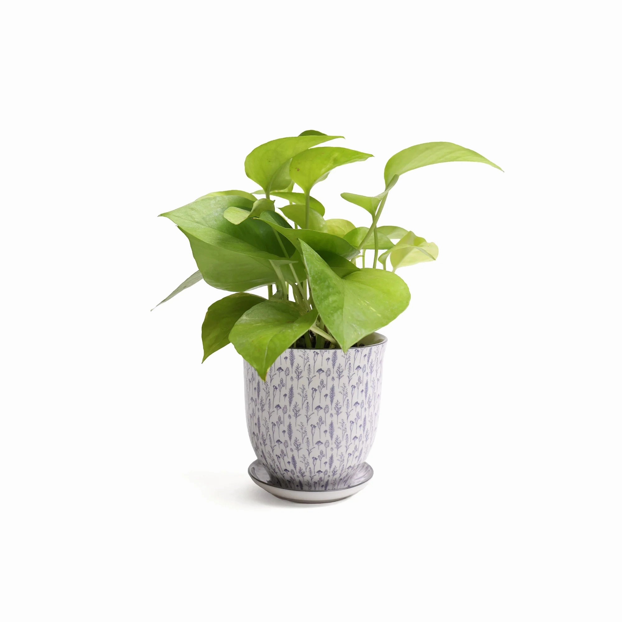 Big Liberte 3 Pot & Saucer