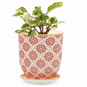 Big Liberte 3 Pot & Saucer plant seeds  