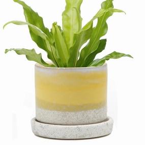Big Minute Pot & Saucer plant seeds  