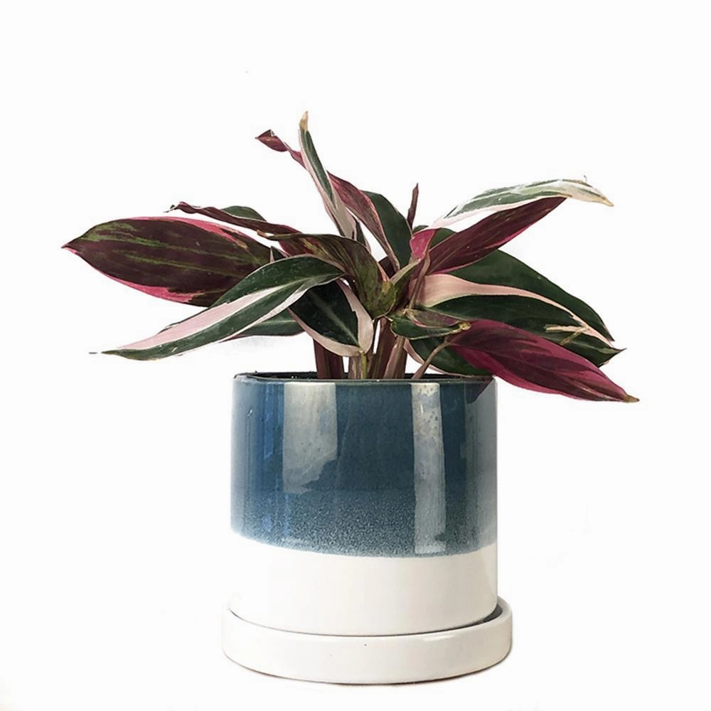 Big Minute Pot & Saucer
