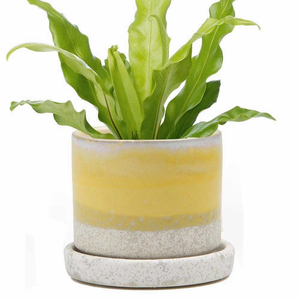 Big Minute Pot & Saucer plant seeds  
