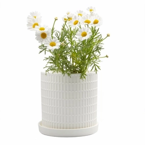 Big Virago Pot & Saucer plant seeds  