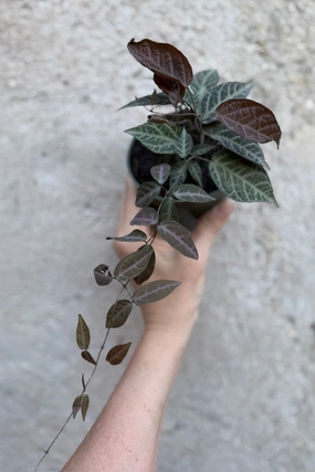 Bignonia argyro violacea 4" medium flower pot  