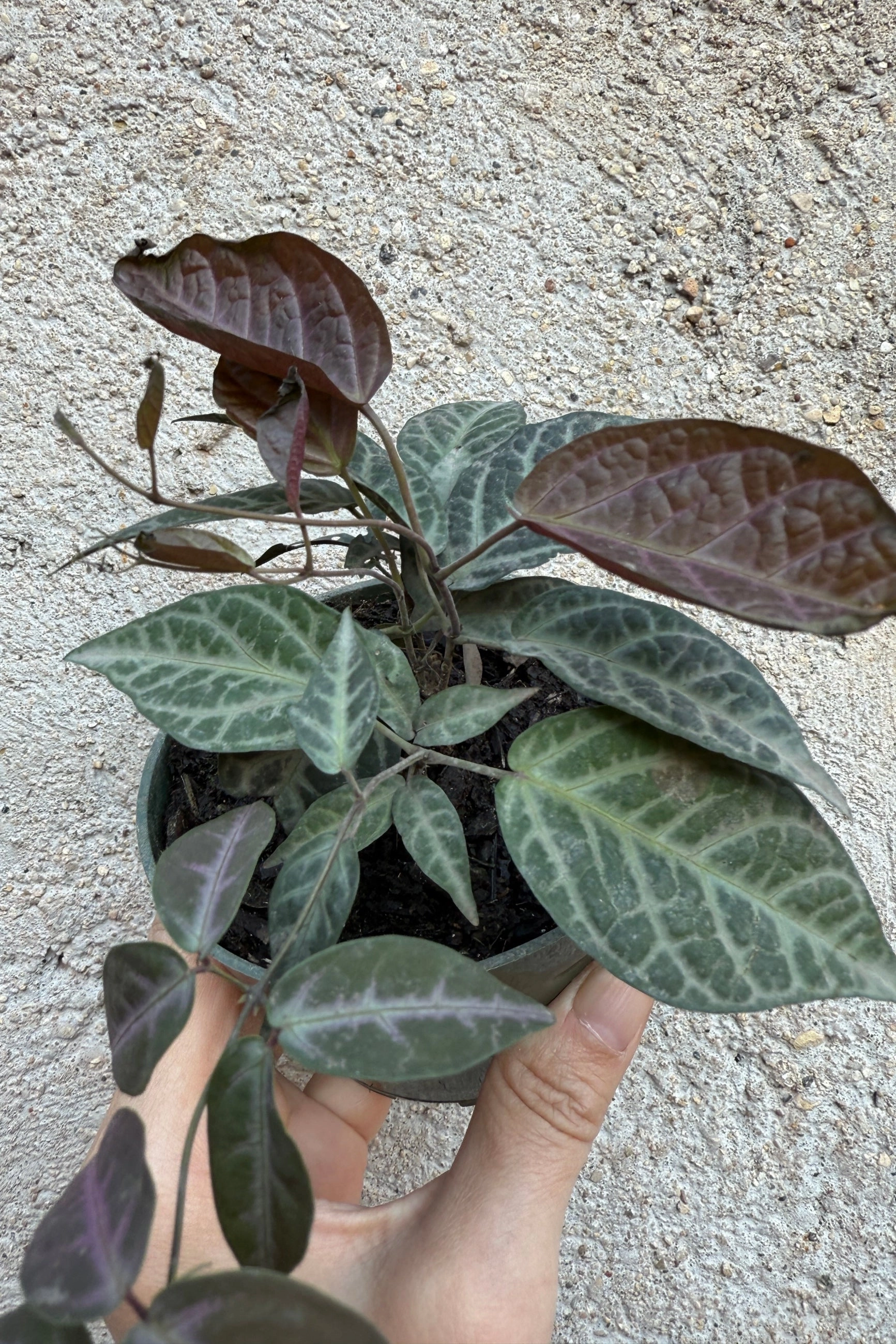 Bignonia argyro violacea 4"