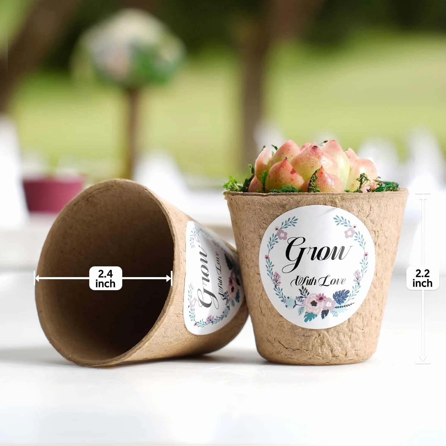 Biodegradable Pulp Succulent Favors Bulk