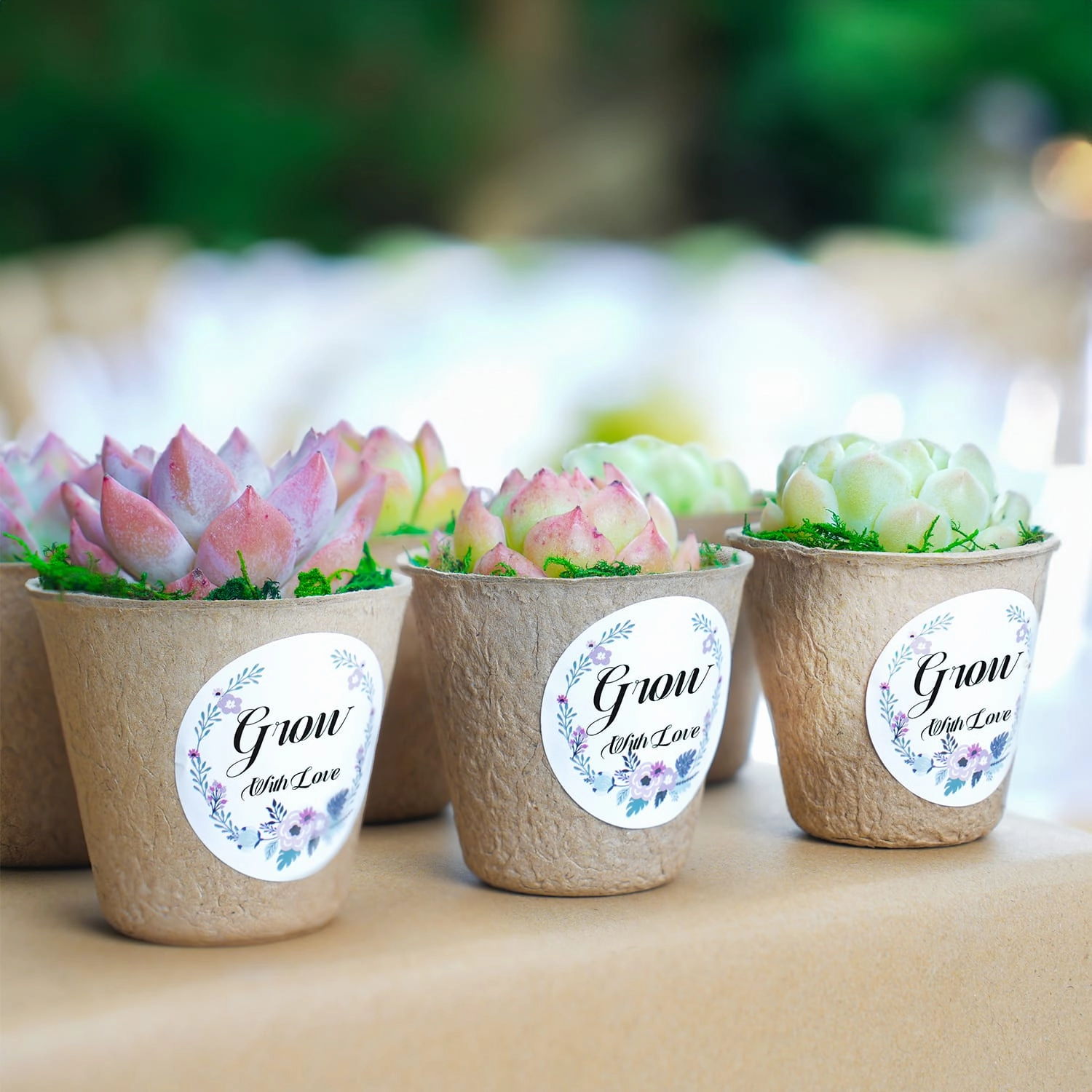 Biodegradable Pulp Succulent Favors Bulk
