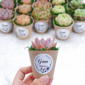 Biodegradable Pulp Succulent Favors Bulk mini ornamental plant  