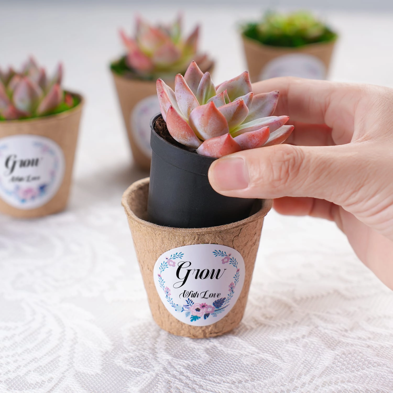 Biodegradable Pulp Succulent Favors Bulk