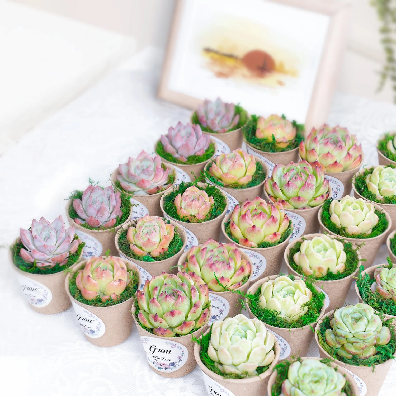 Biodegradable Pulp Succulent Favors Bulk