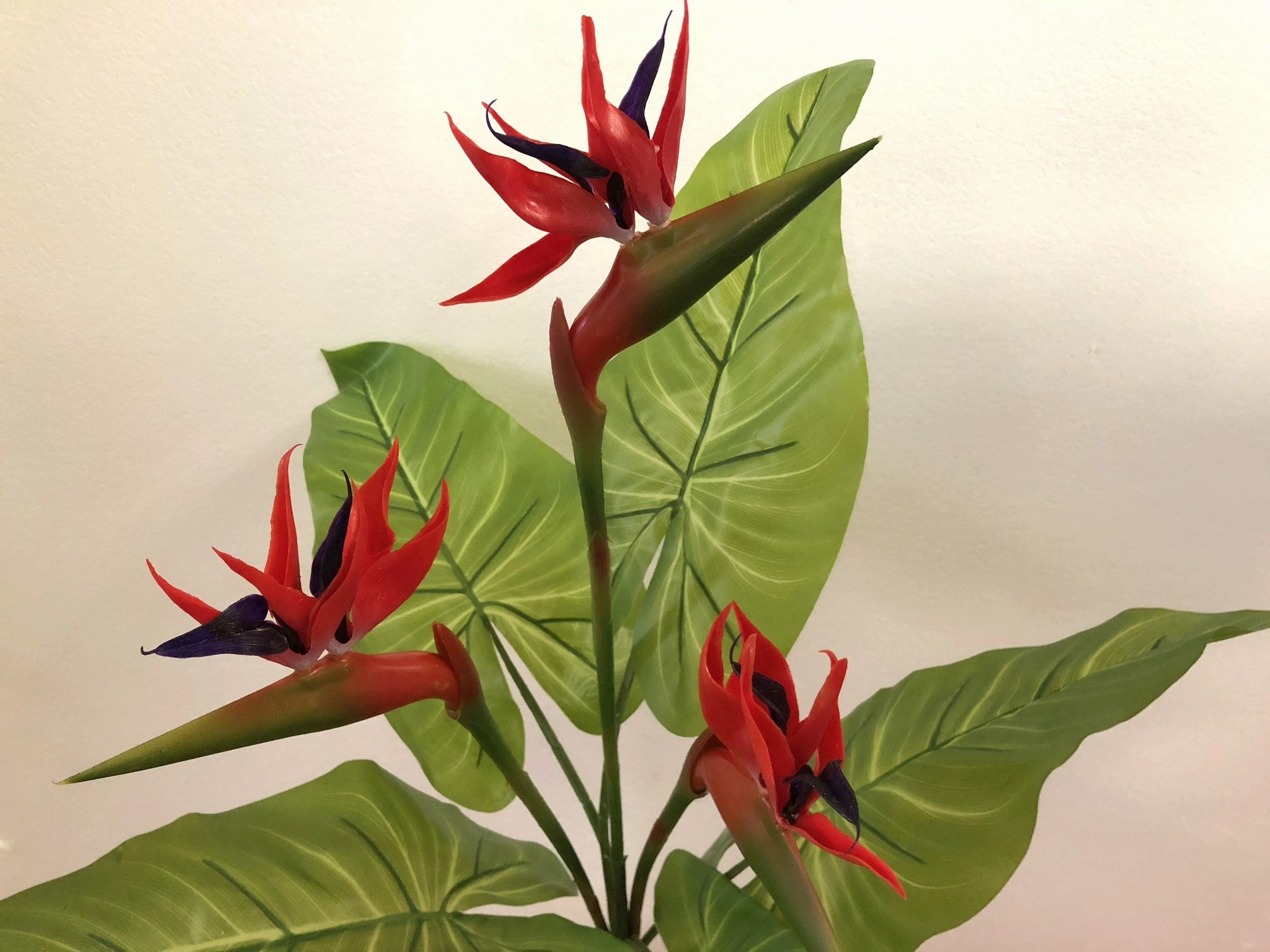 Bird of Paradise Plant Set 90cm - Orange / Red Strelitzia