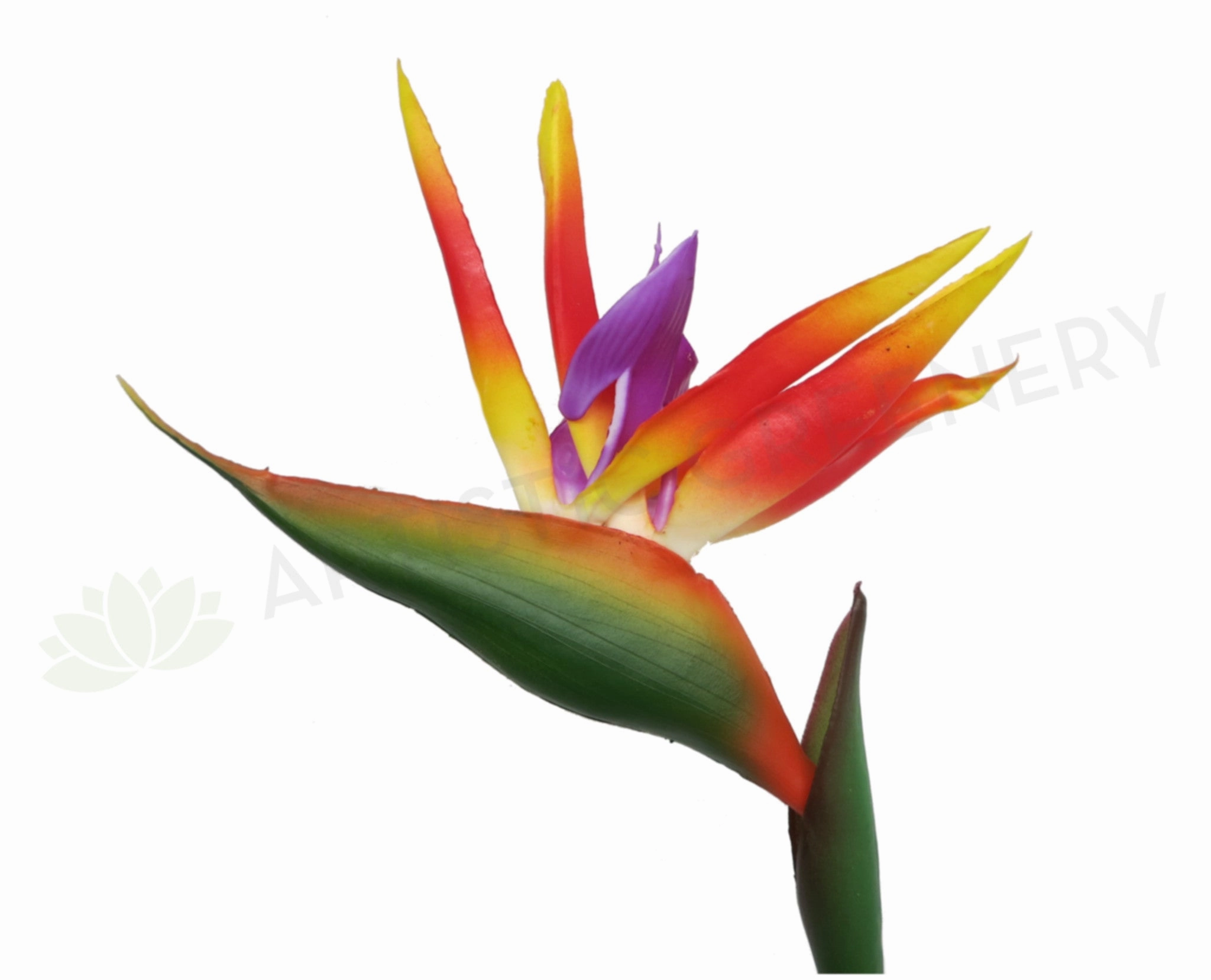 Bird of Paradise Plant Set 90cm - Orange / Red Strelitzia