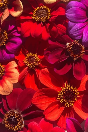 Bishop's Children Dahlia Flower Mix Art Pack Seeds decorative flowerpot  