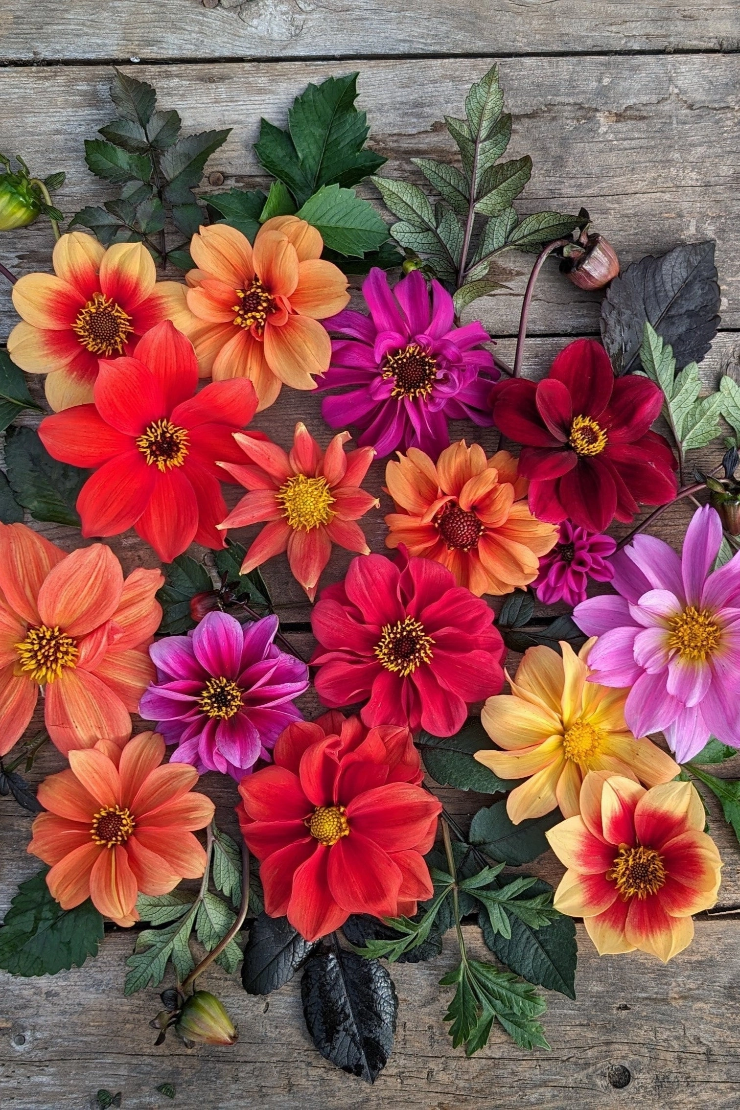 Bishop's Children Dahlia Flower Mix Art Pack Seeds