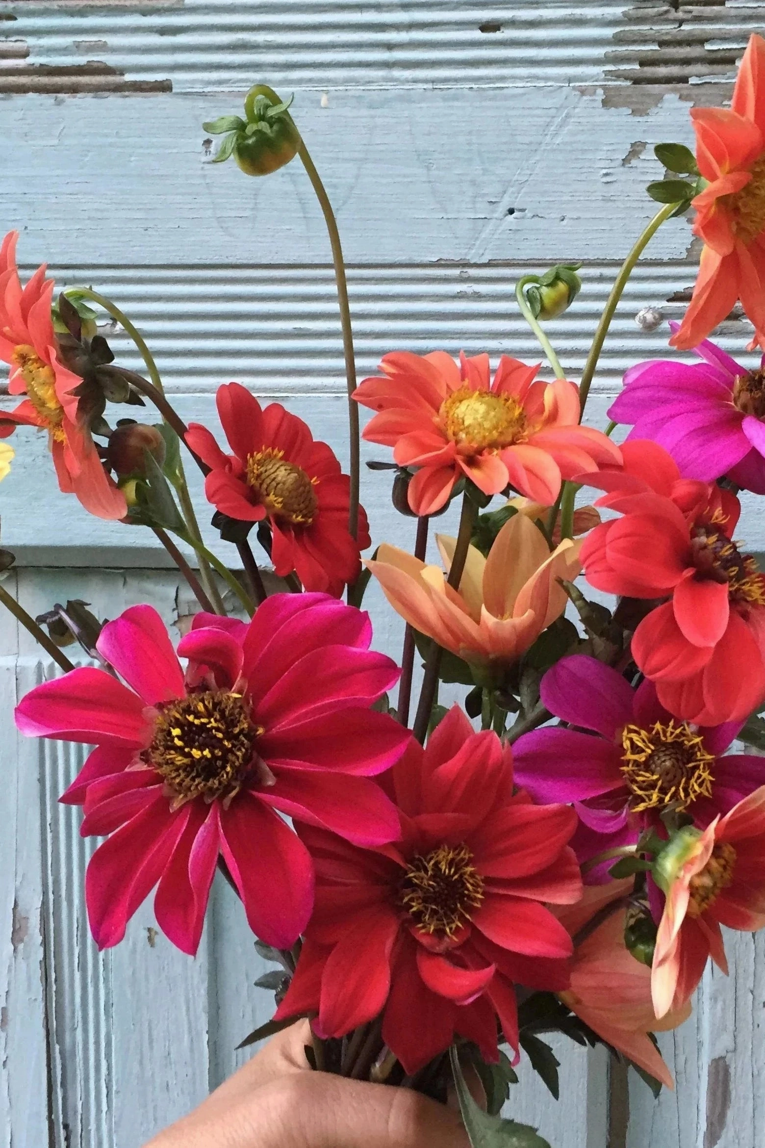 Bishop's Children Dahlia Flower Mix Art Pack Seeds
