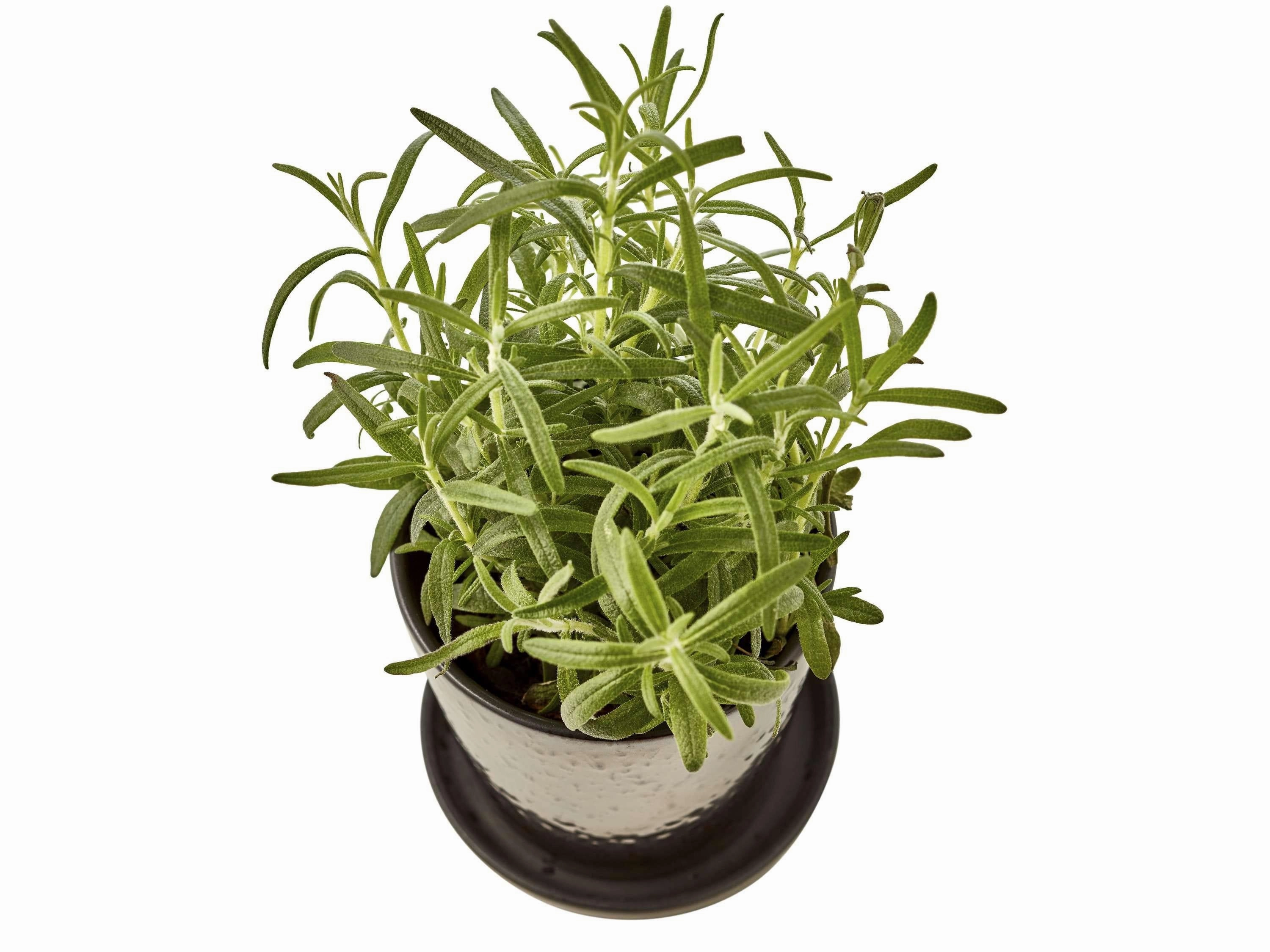 Bitz Planter Black/Bronze, ?10 Cm