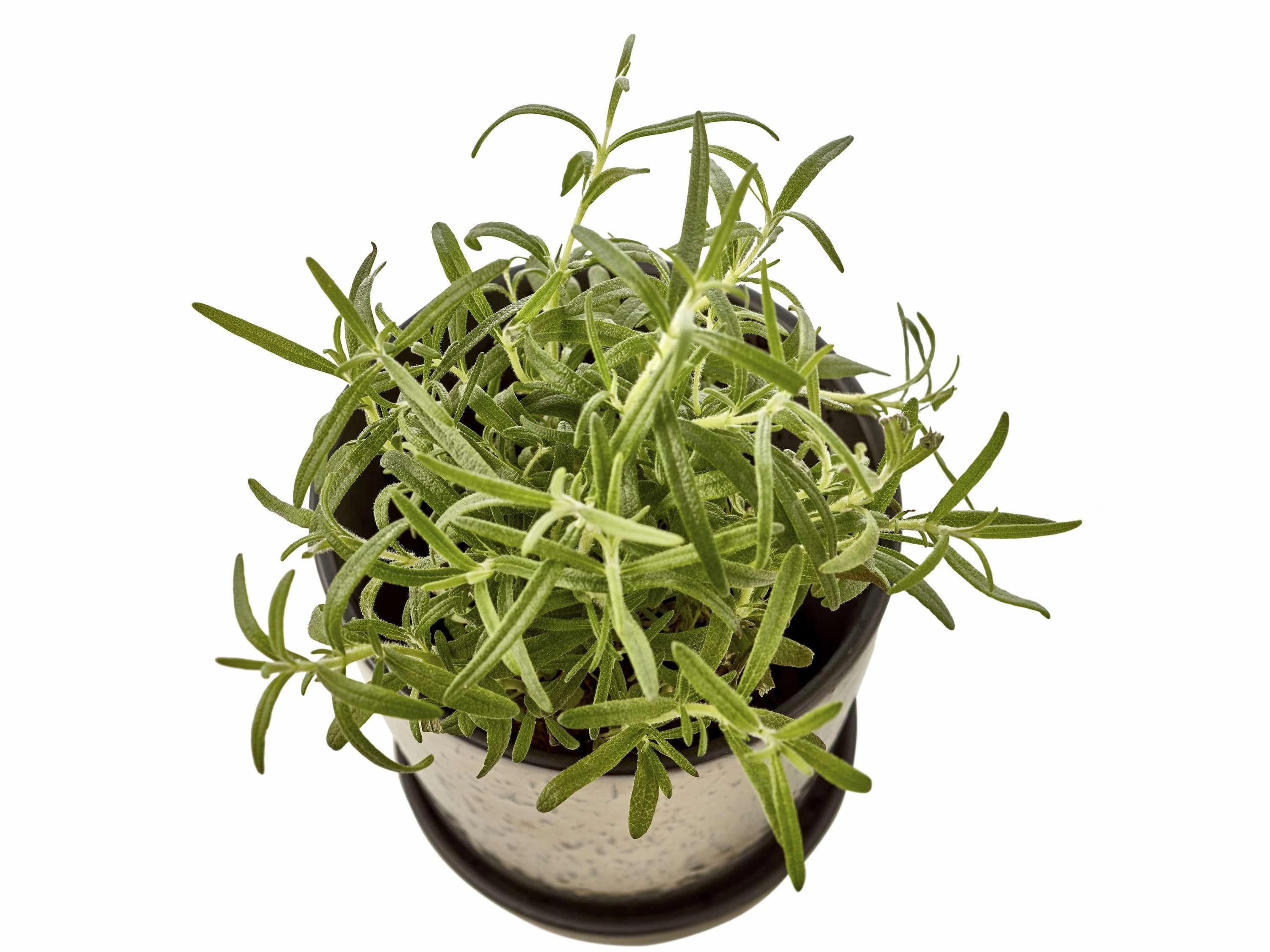 Bitz Planter Black/Bronze, ?14 Cm