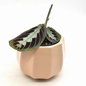 Black Maranta large flower pot  
