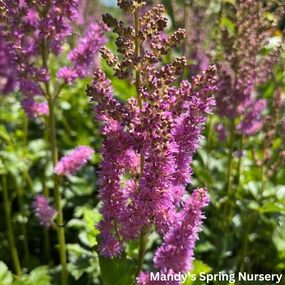 Black Pearls Astilbe | Astilbe chinensis single layer plant shelf  
