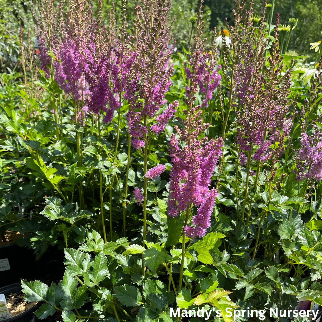 Black Pearls Astilbe | Astilbe chinensis