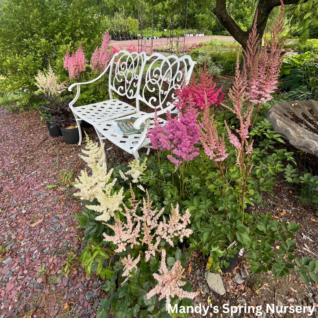 Black Pearls Astilbe | Astilbe chinensis