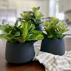 Black Potted Succulents xl flower pot  