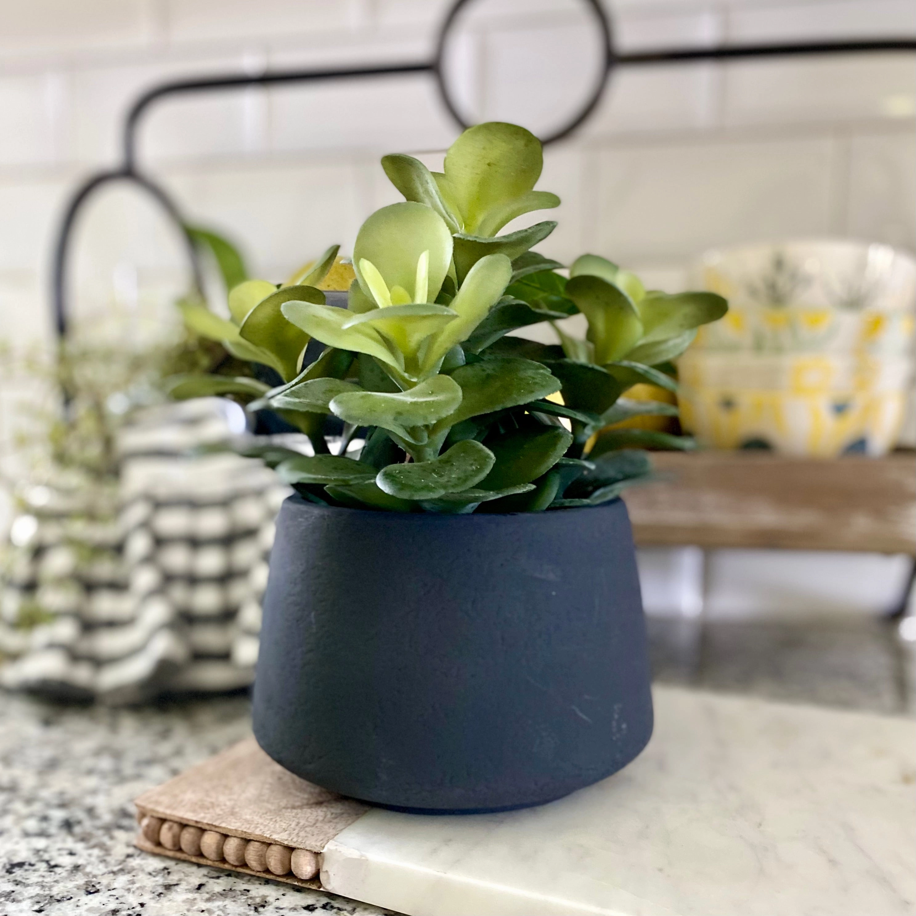 Black Potted Succulents
