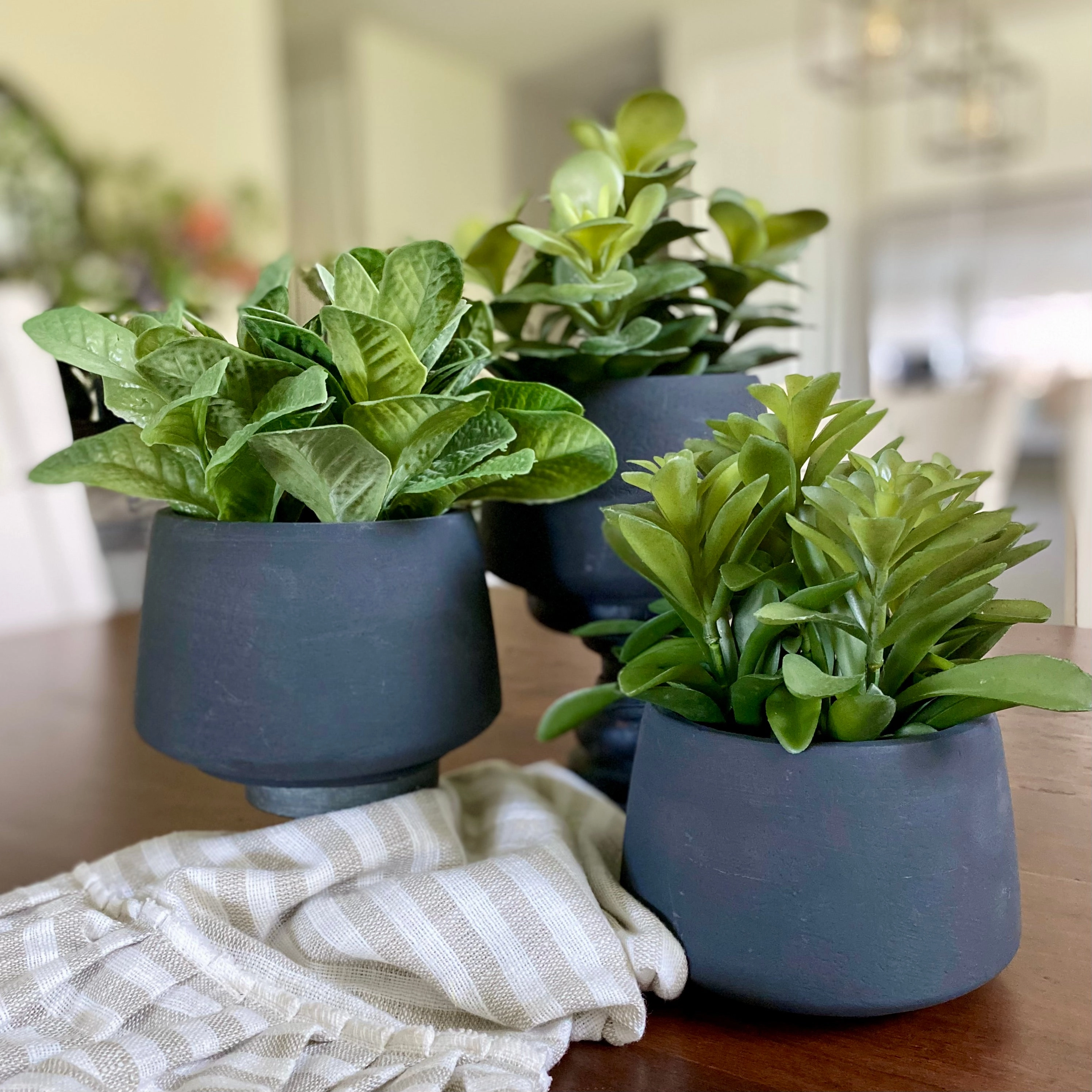 Black Potted Succulents