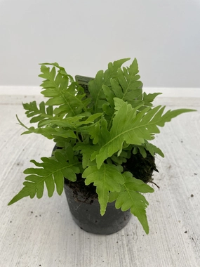Blechnum gibbum small flower pot  
