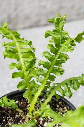 Blechnum sp. "Tree Fern" 4" medium flower pot  