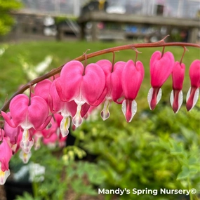 Bleeding Heart | Dicentra spectabilis single layer plant shelf  