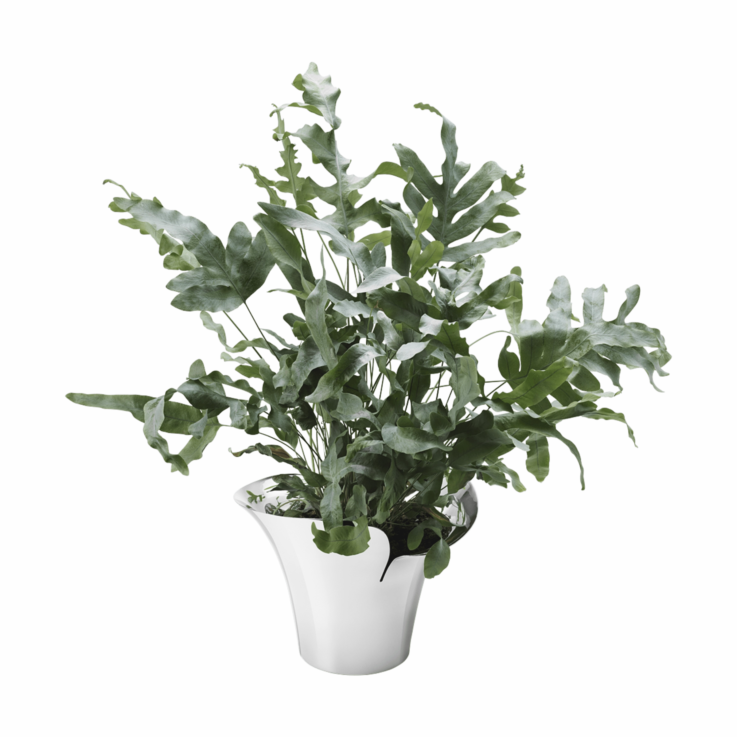 Bloom - Botanica Pot Medium