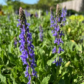 Blue Hill Salvia | Salvia sylvestris traditional flower vase  
