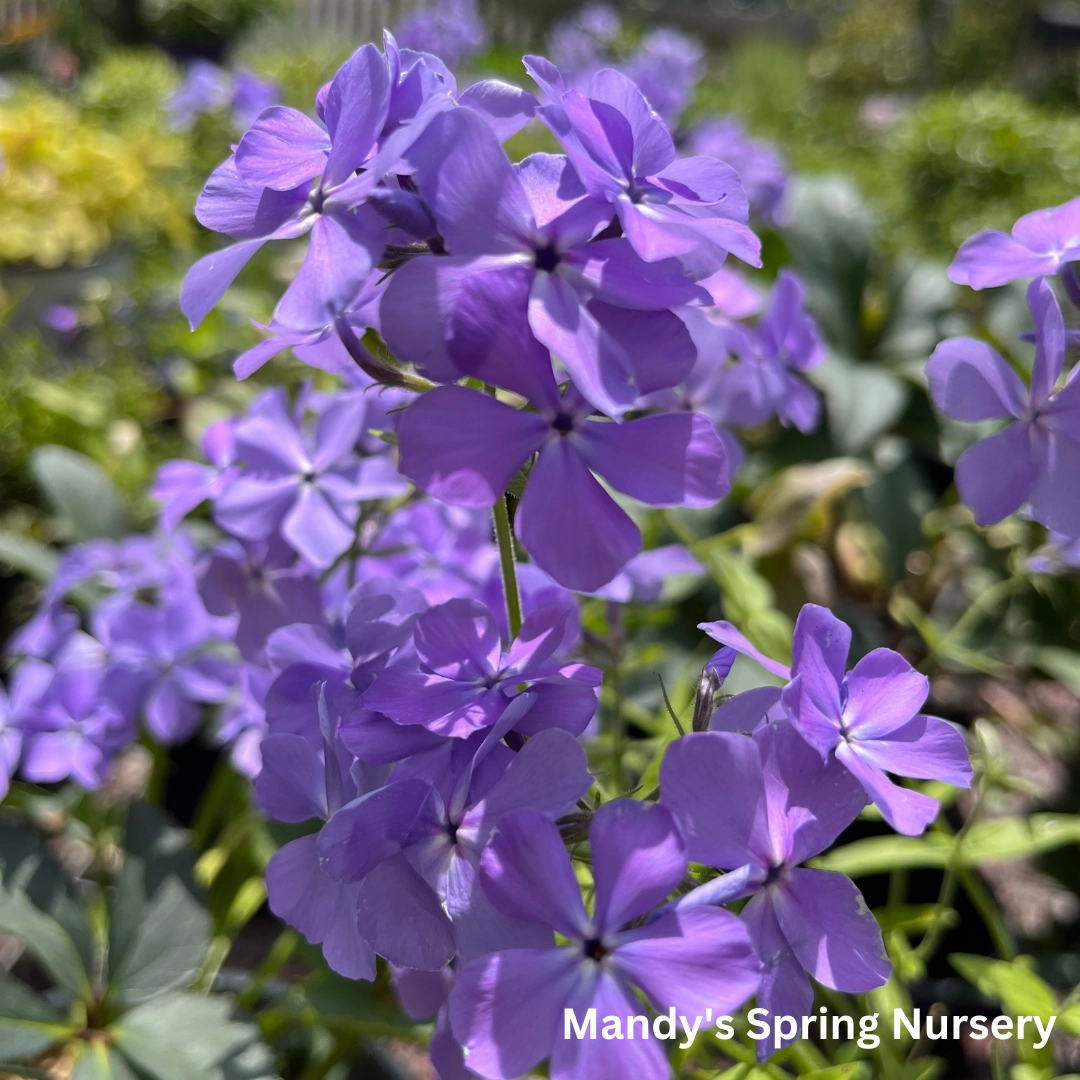 Blue Moon Woodland Phlox | Phlox divaricata traditional flower vase  