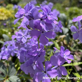 Blue Moon Woodland Phlox | Phlox divaricata traditional flower vase  