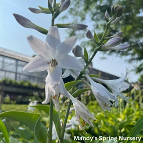 Blue Mountains Hosta | Hosta 'Blue Mountains' single layer plant shelf  
