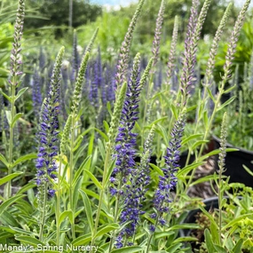 Blue Pixie Speedwell | Veronica allionii traditional flower vase  