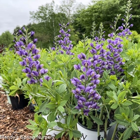 Blueberry Sundae False Indigo | Baptisia 'Blueberry Sundae' traditional flower vase  