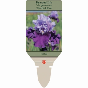 Bluebird Wine Bearded Iris | Iris germanica traditional flower vase  