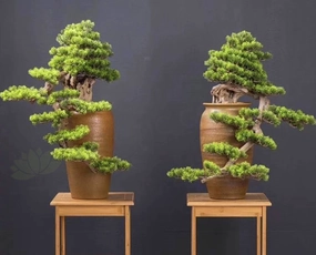 BON001 Artificial Bonsai High Quality 70cm Tall (Elephant Trunk Style) xl flower pot  