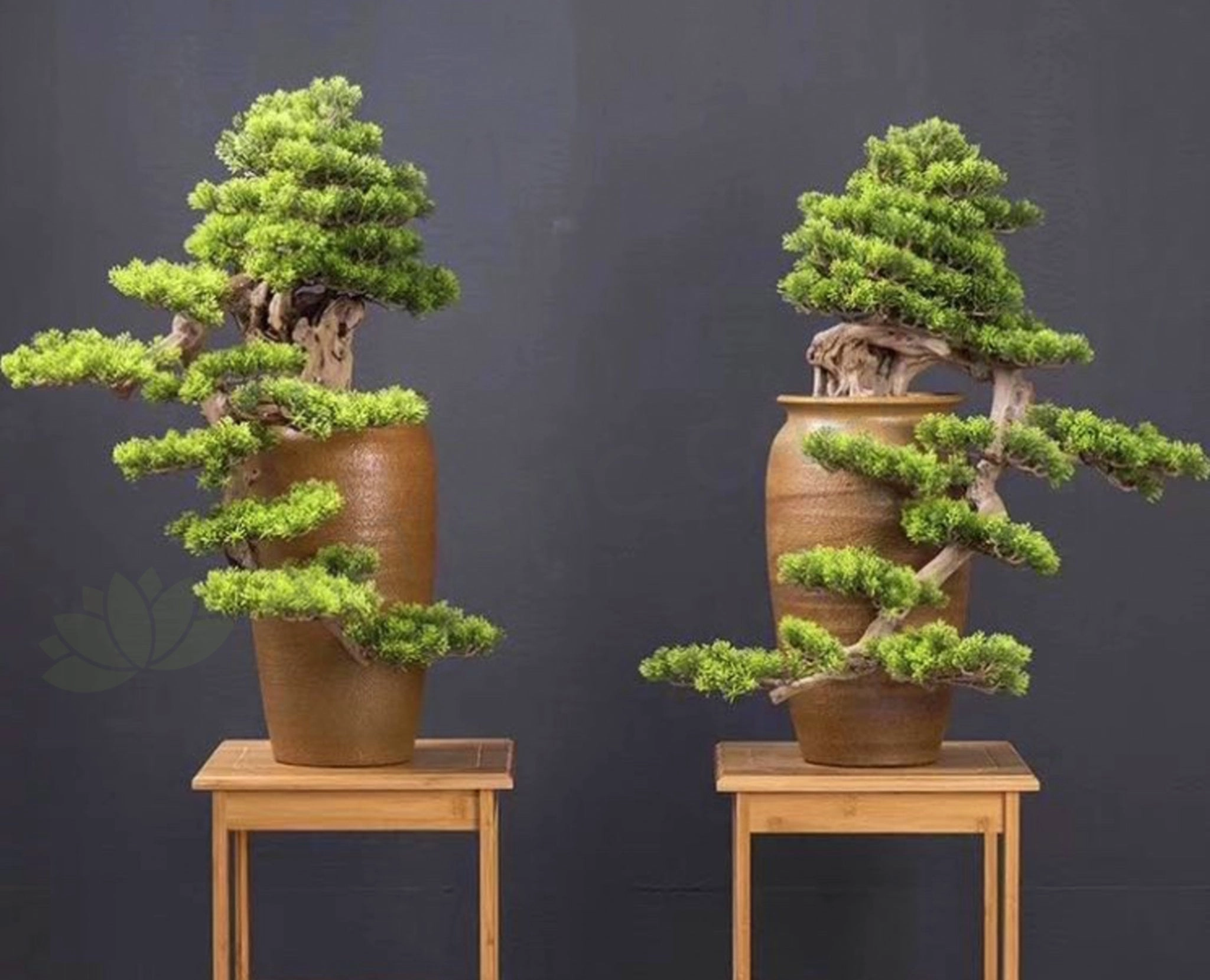 BON001 Artificial Bonsai High Quality 70cm Tall (Elephant Trunk Style) indoor plant stand  