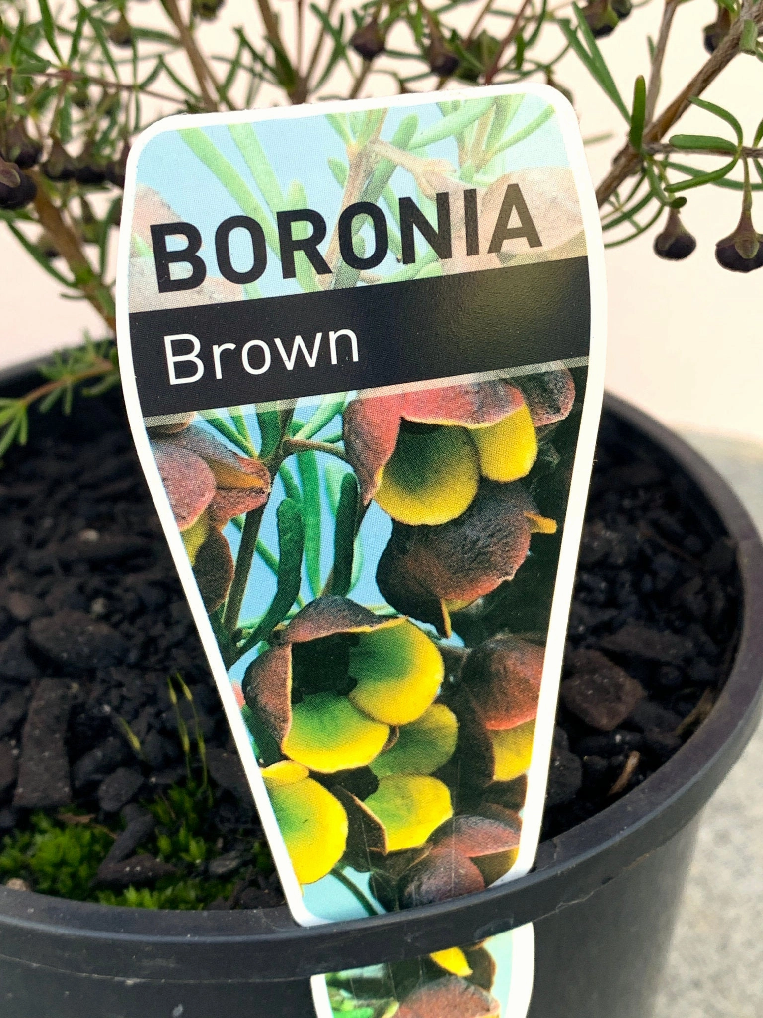 Boronia megastigma Brown