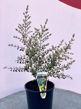 Boronia megastigma Brown small flower pot  