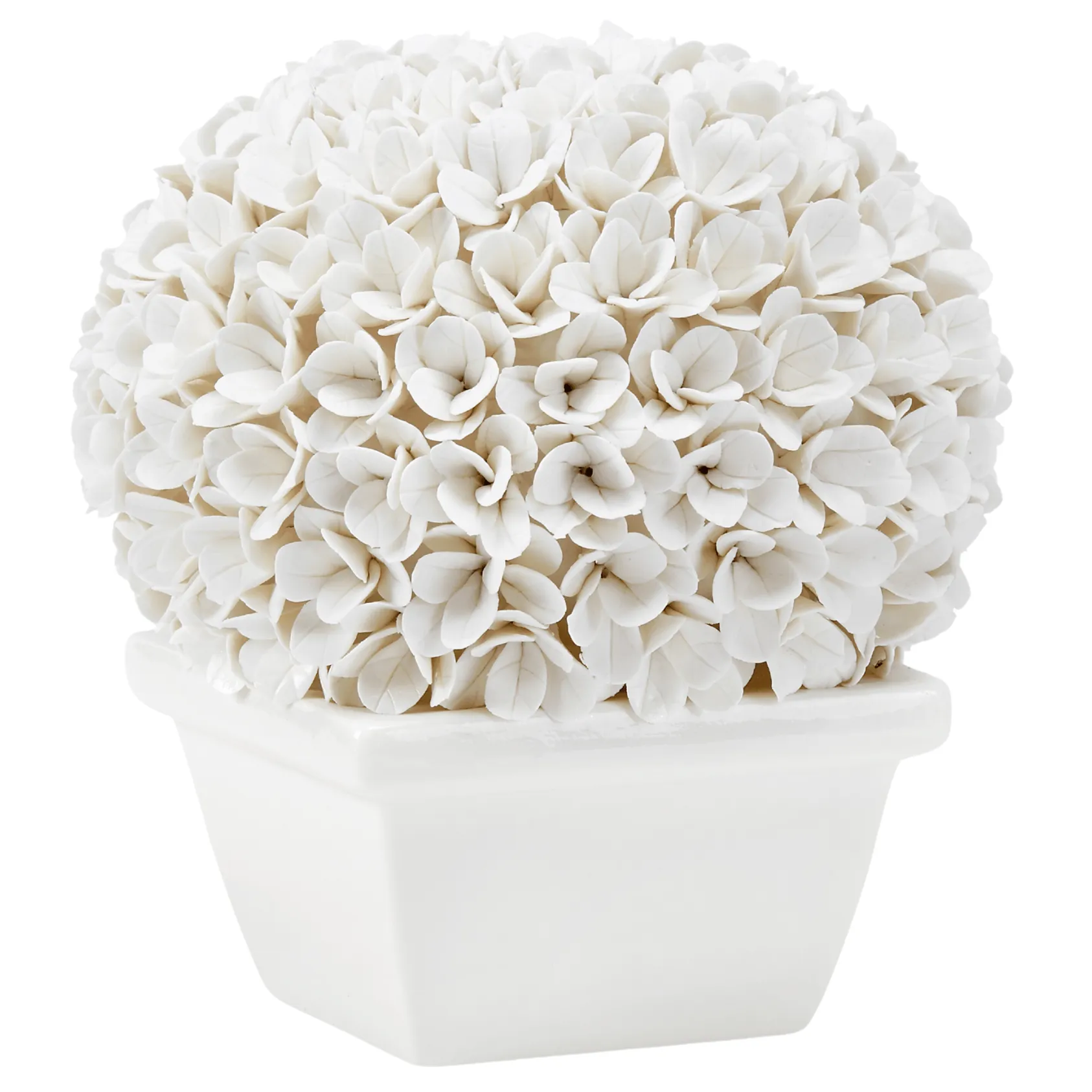Boston Round Boxwood Topiary in Blanc de China dried flowers  