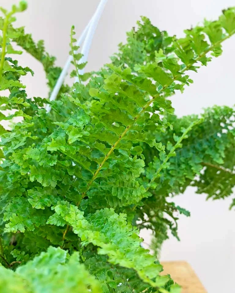 Boston Fern Plant Basket
