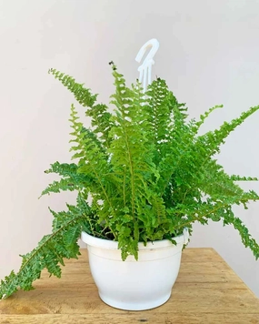 Boston Fern Plant Basket medium flower pot  